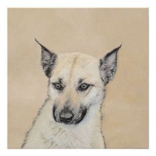 Chinook (Ohrspitze) Malerei - Original Hundkunst Poster