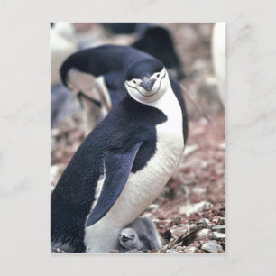 Chinstrap Penguin, Manchot? Jonulaire ( Pygosceli Postkarte