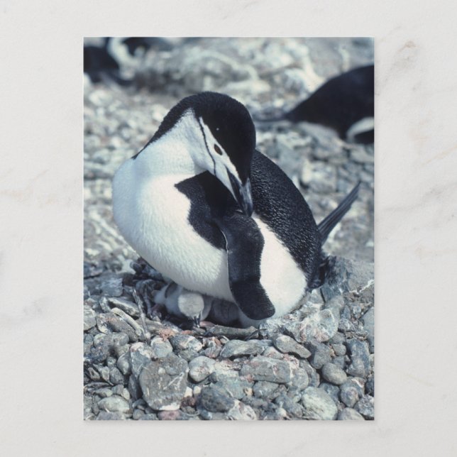 Chinstrap Penguin Postkarte (Vorderseite)