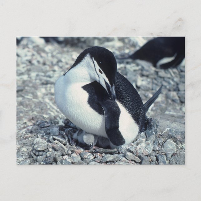 Chinstrap Penguin Postkarte (Vorderseite)
