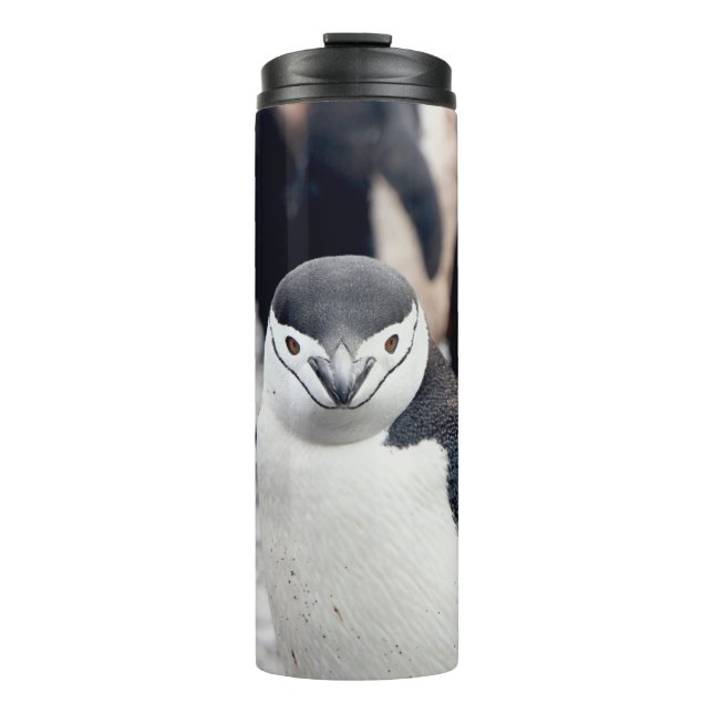 CHINSTRAP PENGUIN THERMOSBECHER (Vorderseite)