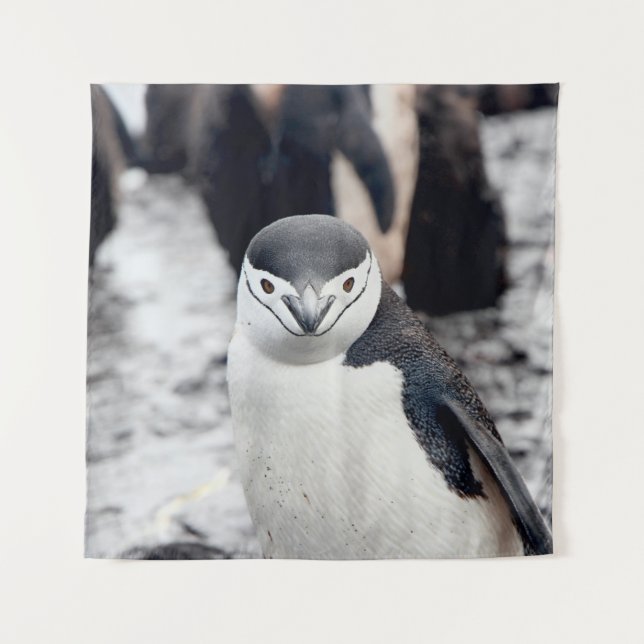CHINSTRAP PENGUIN WANDTEPPICH (Vorderseite)