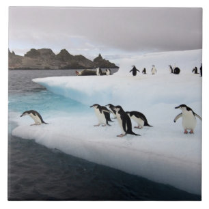 Chinstrap Penguins Fliese