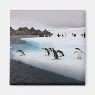 Chinstrap Penguins Magnet