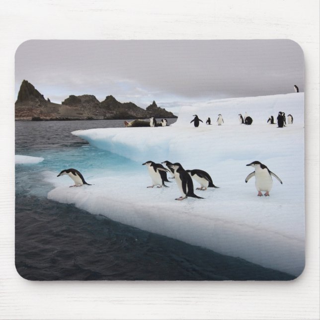 Chinstrap Penguins Mousepad (Vorne)
