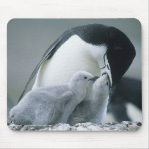 Chinstrap Penguins, Pygoscelis antarctica), Mousepad