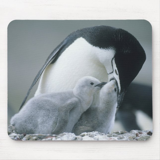 Chinstrap Penguins, Pygoscelis antarctica), Mousepad (Vorne)