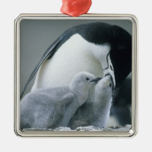 Chinstrap Penguins, Pygoscelis antarctica), Ornament Aus Metall