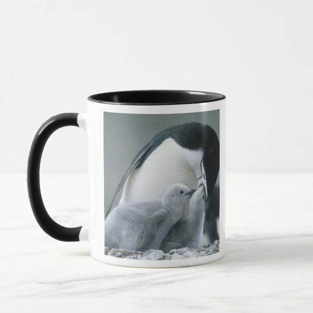 Chinstrap Penguins, Pygoscelis antarctica), Tasse (Links)