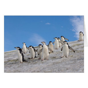 Chinstrap Penguins Pygoscelis Antarktis