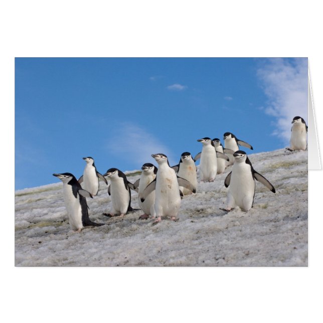 Chinstrap Penguins | Pygoscelis Antarktis (Vorderseite (Horizontal))