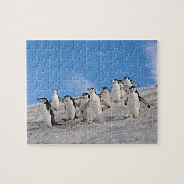 Chinstrap Penguins | Pygoscelis Antarktis (Horizontal)