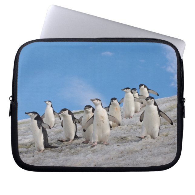 Chinstrap Penguins | Pygoscelis Antarktis Laptopschutzhülle (Vorderseite)