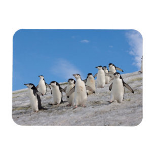 Chinstrap Penguins Pygoscelis Antarktis Magnet