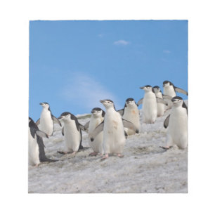 Chinstrap Penguins   Pygoscelis Antarktis Notizblock