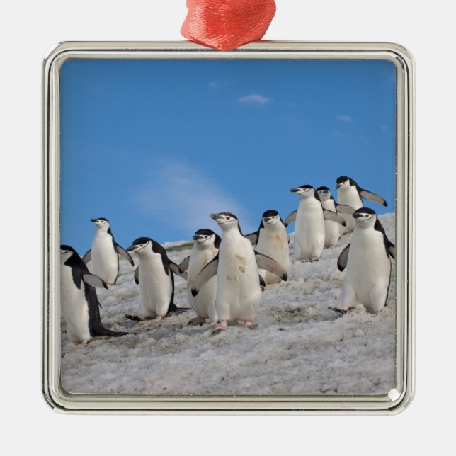 Chinstrap Penguins | Pygoscelis Antarktis Ornament Aus Metall (Vorne)