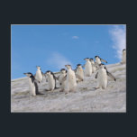 Chinstrap Penguins | Pygoscelis Antarktis Postkarte<br><div class="desc">COPYRIGHT Steve Kazlowski / DanitaDelimont.com | AN02 SKA0089.jpg | Pinguine chinstrap,  Pygoscelis antarctica,  zu Fuß eine Eiskappe von ihrer Kolonie herunter,  Western Antarktische Halbinsel,  Antarktis,  Südsee</div>