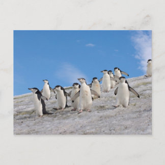 Chinstrap Penguins | Pygoscelis Antarktis Postkarte