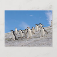 Chinstrap Penguins | Pygoscelis Antarktis