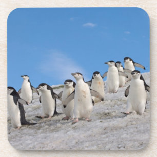 Chinstrap Penguins   Pygoscelis Antarktis Untersetzer