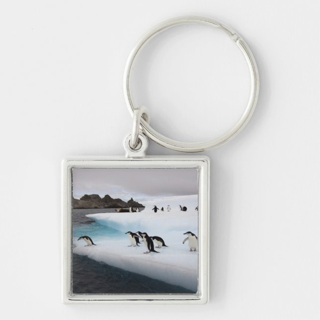 Chinstrap Penguins Schlüsselanhänger (Vorne)