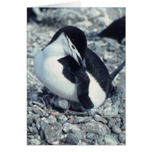 Chinstrap Pinguin