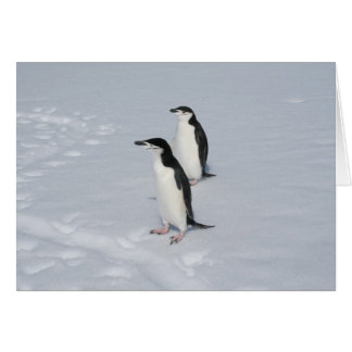 Chinstrap-Pinguine (HM)-Karte