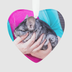 Chinta ! Ornement d'amour de chinchilla