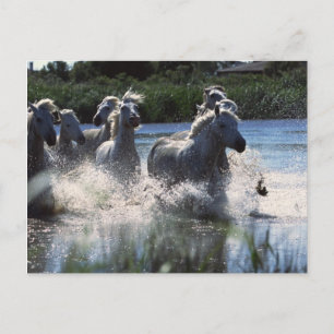 Chintoteague Ponies Crossing Channel Postkarte