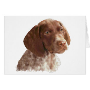 Chiot à aire courte allemand