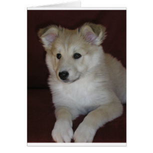 chiot à chiens de schetland