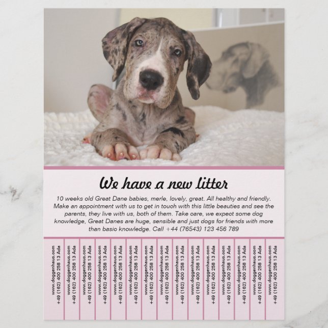 chiot à vendre prospectus modèles (Devant)