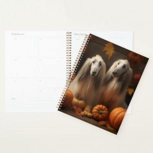 chiot Afghan Hound Délice d'Automne Citrouille
