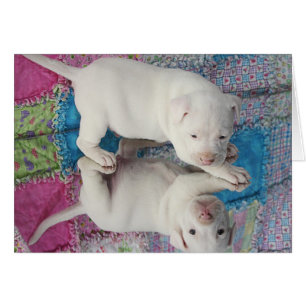 Chiot âgé sauvé de 4 semaines