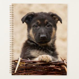 Chiot Allemand En Panier