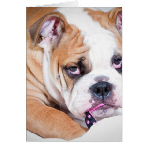 Chiot anglais de bouledogue