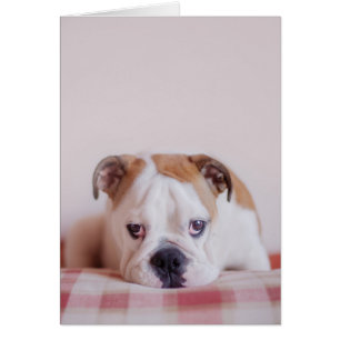 Chiot anglais timide de bouledogue