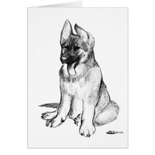 Chiot berger allemand