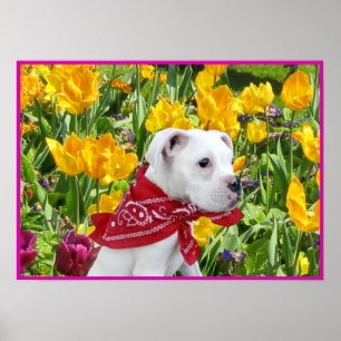 Chiot blanc boxer dans affiche tulips