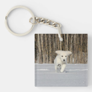 Chiot blanc Golden Retriever en neige