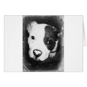 Chiot bleu de Pitbull de nez