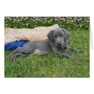 Chiot bleu Weimaraner