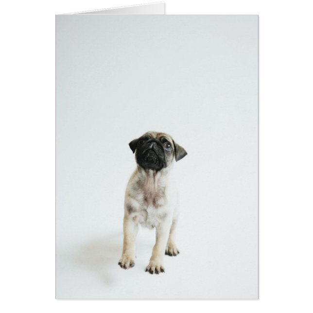 Chiot Carlin mignon (Devant)