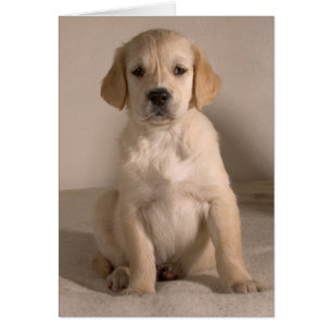 Chiot. Carte par le cARTerART