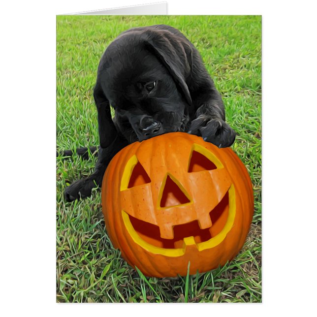 Chiot Citrouille Halloween - Black Lab (Devant)