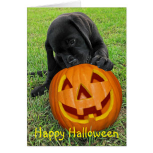 Chiot Citrouille Halloween - Black Lab