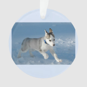 Chiot courant dans la neige