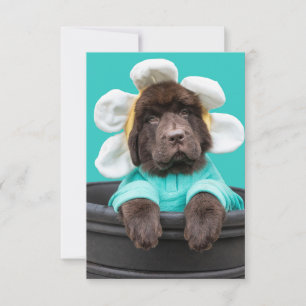 Chiot dans un pot de fleurs carte de voeux