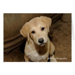 Chiot de Berger Anatolien