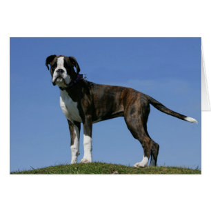 Chiot de boîte vieux de 3 mois